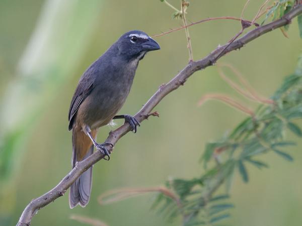 <h3><a href="/trips/costa-rica/biota/animalia/chordata/aves/040 passeriformes/129 cardinalidae/saltator coerulescens/saltator coerulescens-nl.html">Saltator&nbsp;coerulescens</a> / Greyish&nbsp;saltator / Grijze&nbsp;saltator</h3>OM-1 Mark II met M.300mm F4.0 + MC-14, 1/1600 sec  bij F5.6, ISO 10000, afstand 17.6&nbsp;m